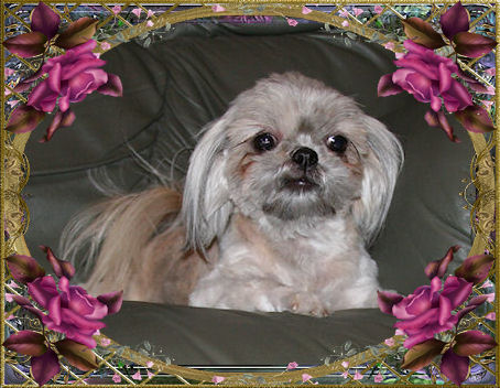 Holly, Brindle & White - Chinese Imperial Shih Tzu